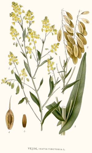 Isatis tinctoria