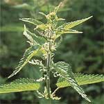 Kein einfaches Unkraut