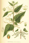 Urtica dioica